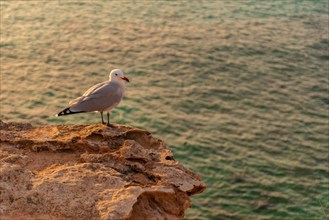 A seagull at sunset in Cala Comte beach on the island of Ibiza. Balearic
