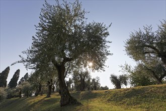 Garden with olive trees