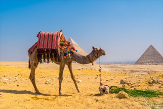 A beautiful camel in the Pyramids of Giza