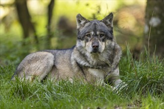 European gray wolf