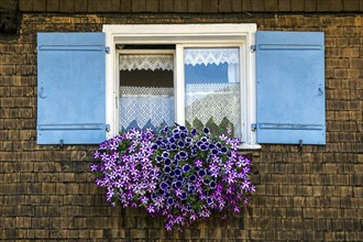 Window with geraniums on an old farmhouse