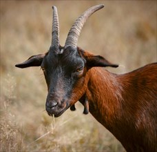 Brown goat with blade of grass in mouth