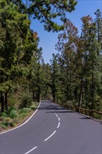 Beautiful road in the woods on the way up to Teide Natural Park in Tenerife