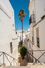 A palm tree between the white houses Vejer de la Frontera