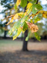 Autumn leaves from the chestnut tree