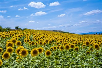 A beautiful field of sunflowers in a field of Castilla y Leon