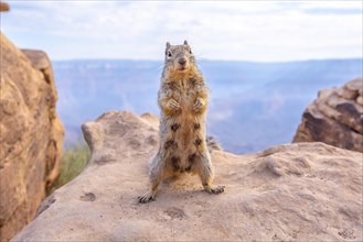 A squirrel playing with tourists in South Kaibab Trailhead. Grand Canyon