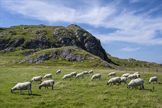 Sheep grazing in a pasture