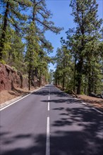 Beautiful forest road on the way up to the Teide Natural Park in Tenerife