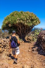 A young man in a giant dragon tree on the Las Tricias trail. Garafia town in the north of the island of La Palma
