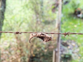Autumn leaf on a barbed wire