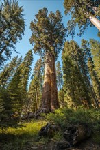 The impressive General Sherman Tree in Sequoia National Park