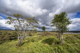 Moorland at Rannoch Moor