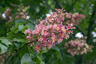 Flower of a red horse chestnut
