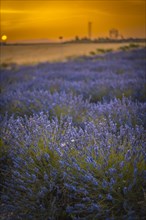 Field of lavender with purple flowers in full cultivation in the town of Olite