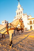 Carriages with horses at sunset in the Rocio sanctuary in the Rocio festival