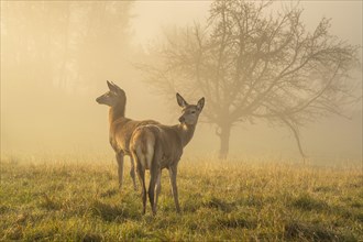 Two hinds in autumn in fog. They are standing in a meadow
