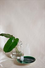 Green leaf on a clear glass jar and dropper on a green ceramic platter