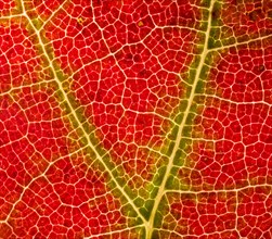 Autumn coloured leaf of a maple
