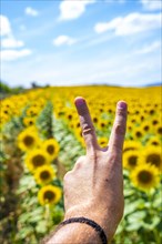 Peace symbol in a field of sunflowers