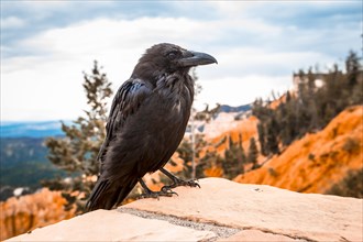 A black vulture looking to the left in Bryce National Park. Utah