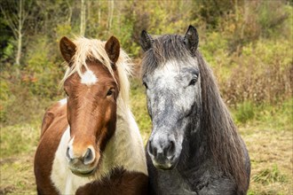 Portrait of two Icelandic horses