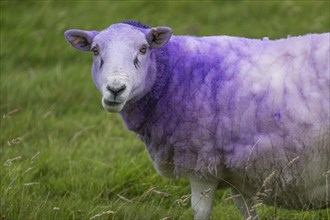 Sheep with purple dyed coat