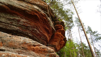 Red sandstone rocks in the Volcanic Eifel with trees