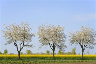 Blossoming cherries