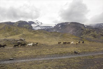 Horses running in Thorsmoerk at the start of the 4-day trek to Landmannalaugar. Iceland
