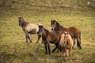 Four Icelandic horses in different colours are standing in a pasture. Brown