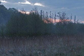 Young alder marsh forest on the Peene at sunrise