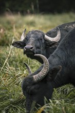 Two grazing water buffaloes
