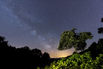 A beautiful tree under the beautiful Milky Way on Mount Erlaitz in the town of Irun