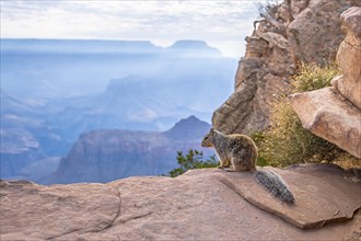 A squirrel playing with tourists in South Kaibab Trailhead. Grand Canyon
