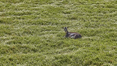Goat lying on green spring meadow