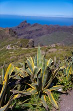 Natural vegetation in the mountain municipality of Masca in the north of Tenerife