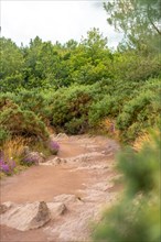 Path in the Broceliande forest