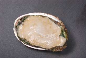 Abalone