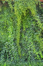 Wall overgrown with five-leaved wild vine