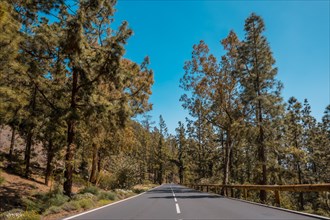 Forest road on the way up to the Teide Natural Park in Tenerife