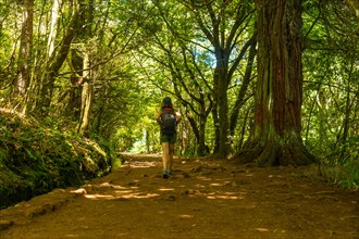 Tourist walking in summer on the Levada do Caldeirao Verde trail