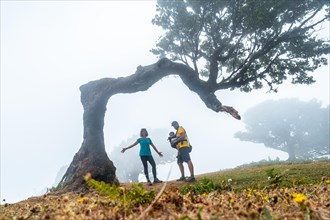 Fanal forest with fog in Madeira