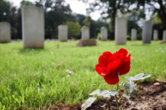 Red rose in a cemetery