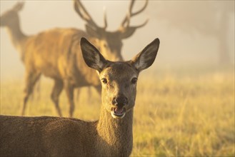 Portrait of a doe in autumn in fog at golden hour. Other animals are visible in the background. Allgaeu