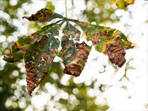 Autumn leaves from a chestnut tree on a branch