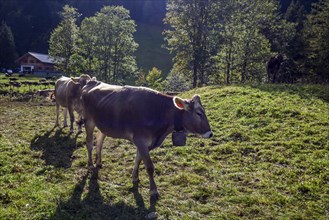 Cattle on alpine pasture near gabled house