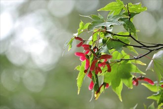 Fan maple in autumn