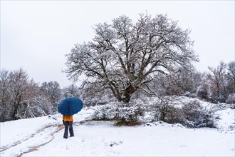 Young girl with a yellow jacket and an umbrella walking through the snow next to a tree. Snow in the town of Opakua near Vitoria in Araba