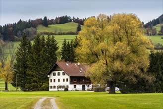 Landscape in the Allgaeu with a farm and a large solitary tree in autumn leaves. Allgaeu